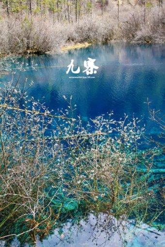 花语月